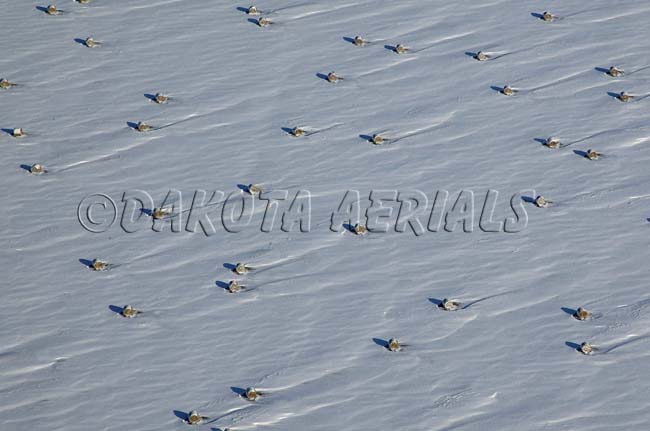 Snow Bales Snow Bales